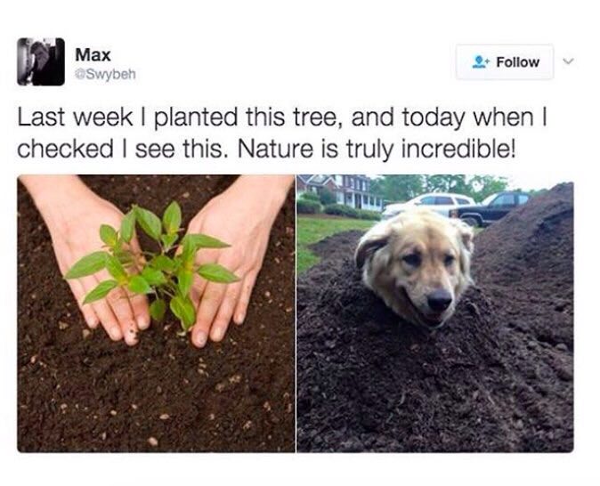 Мах 2+ Follow Last week planted this tree, and today when checked see this. Nature is truly incredible! 4