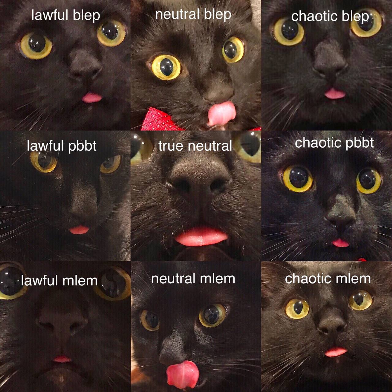 lawful Мер пешга! Мер chaotic Шер: lawful pbbt chaotic pbbt true neutral и -lawful mlem neutral mlem chaotic miem