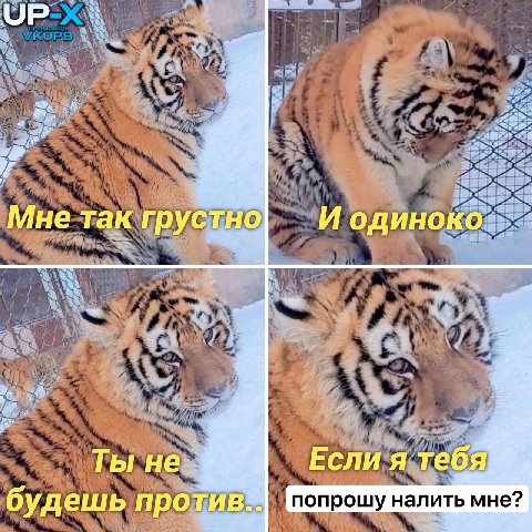 #предложение