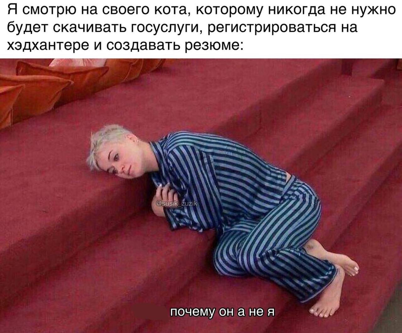 Я смотрю на своего кота, которому никогда не нужно будет скачивать госуслуги, регистрироваться на хэдхантере и создавать резюме: почему он анея