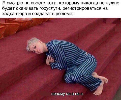 Я смотрю на своего кота, которому никогда не нужно будет скачивать госуслуги, регистрироваться на хэдхантере и создавать резюме: почему он анея
