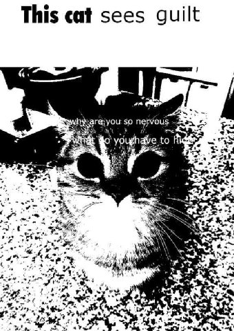 This cat sees guilt so netvous to 4 7% as 5 и view 2 с ang