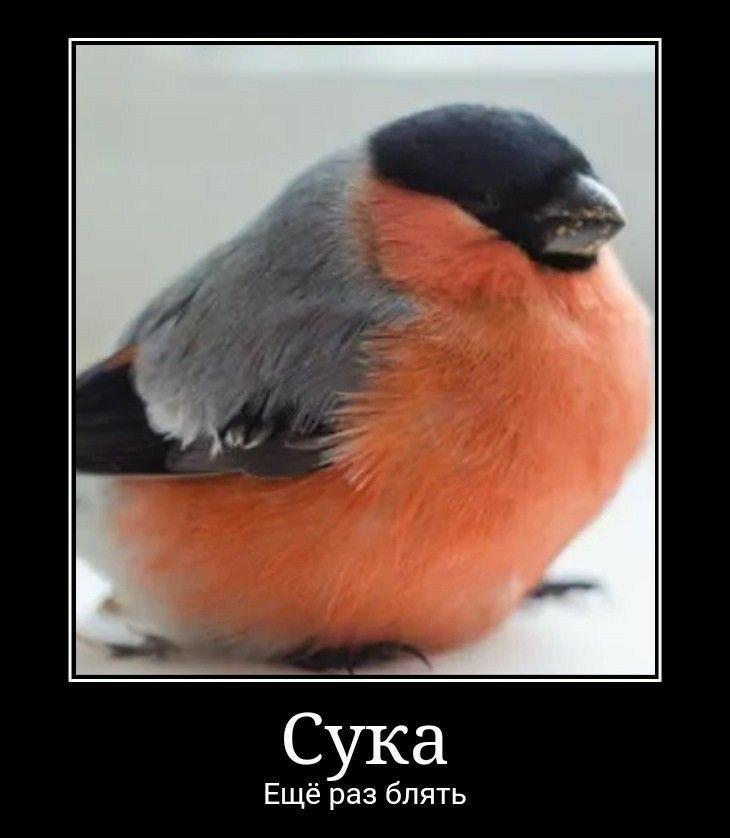 Сука Ещё раз блять