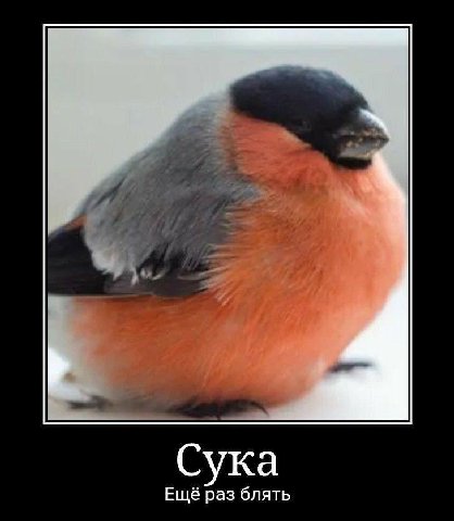 Сука Ещё раз блять