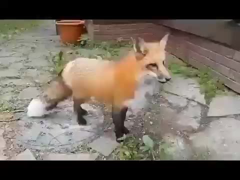 мем