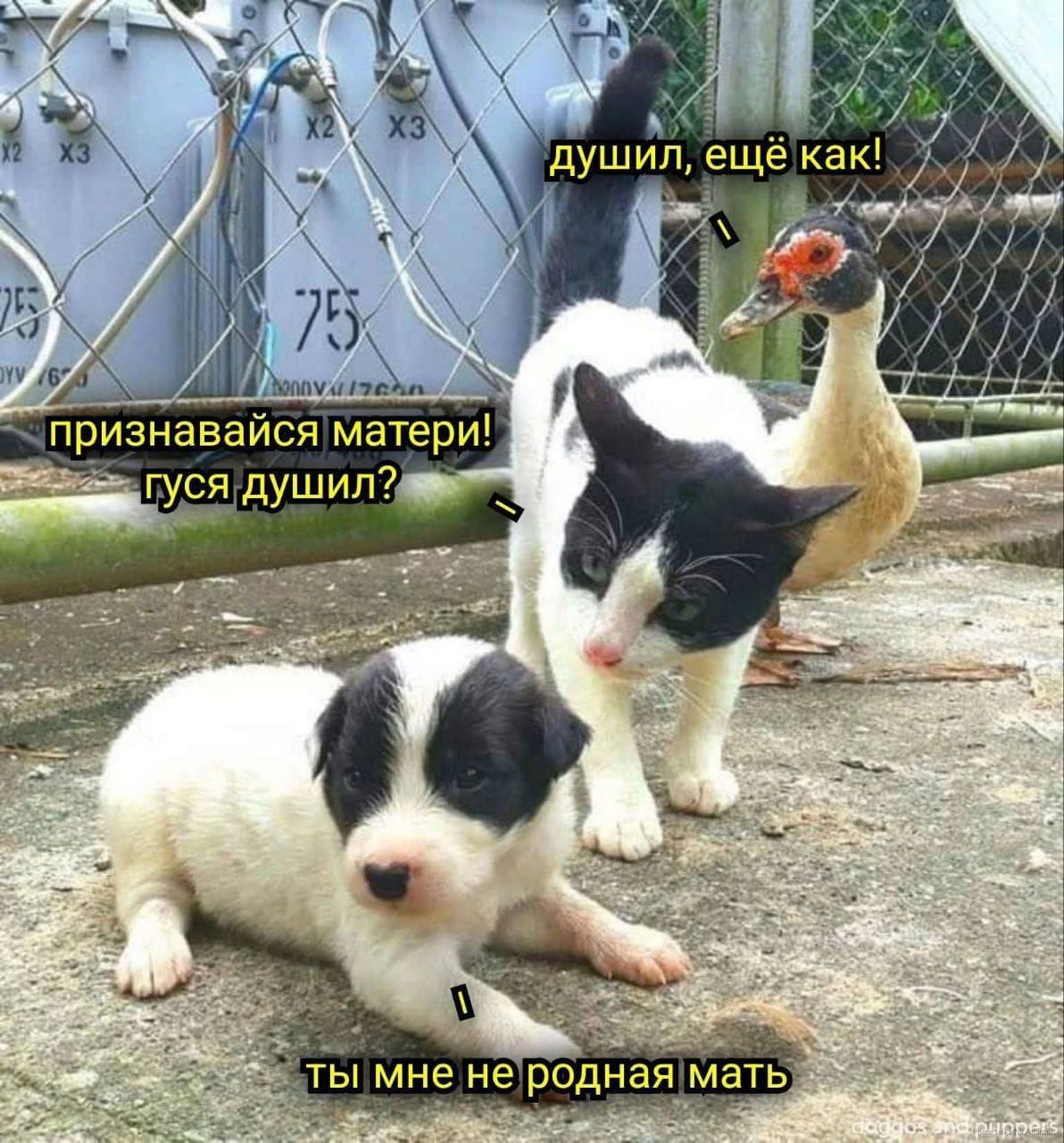 душил, ещё как! и признавайся матери! ГУСЯ ДУШИЛ? A 4 4 ты мне не родная мать