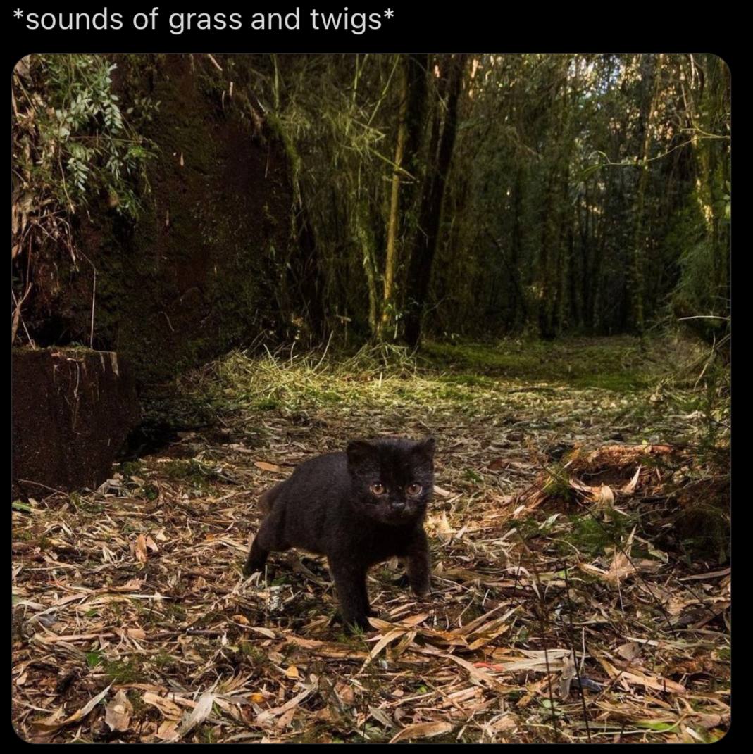of grass and twigs* я 4 В 4