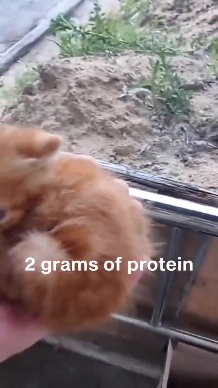 Beams of protein