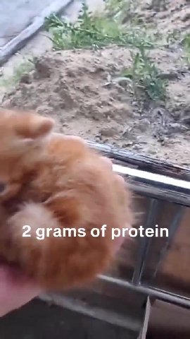 Beams of protein