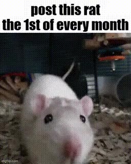 I am currently on holiday but here, the monthly scheduled rat.