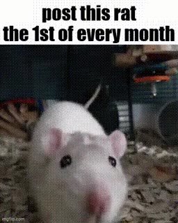 I am currently on holiday but here, the monthly scheduled rat.