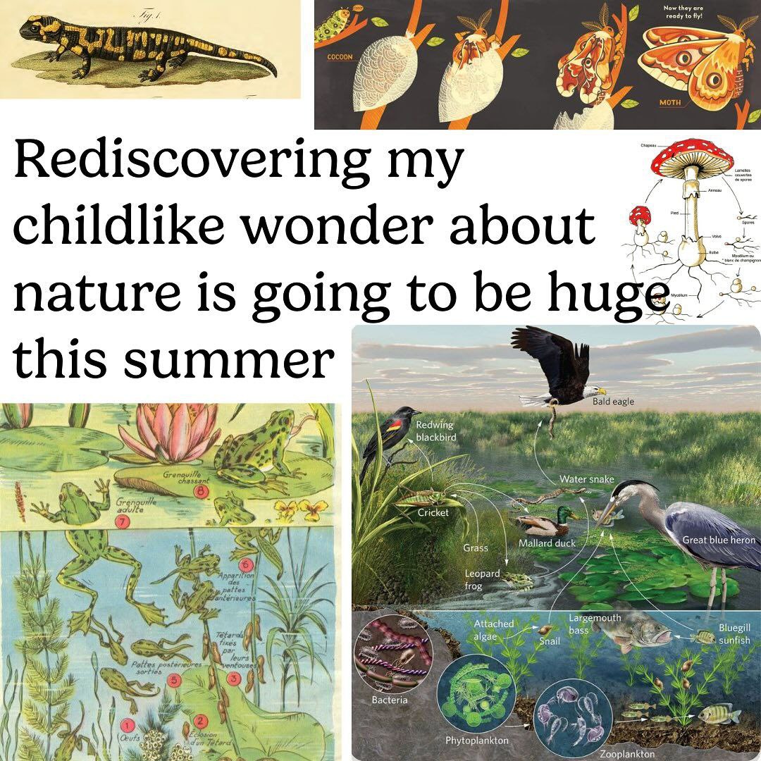 9 я в Rediscovering my childlike wonder about nature is going to be this summer Bald eagle AN ing Water snake alge Attac sunfish Bluegill Phytoplankton