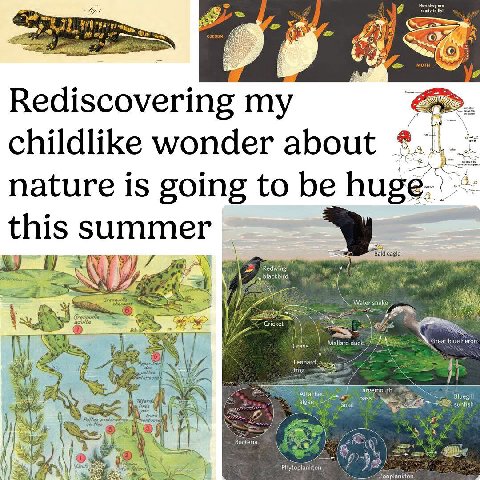 9 я в Rediscovering my childlike wonder about nature is going to be this summer Bald eagle AN ing Water snake alge Attac sunfish Bluegill Phytoplankton
