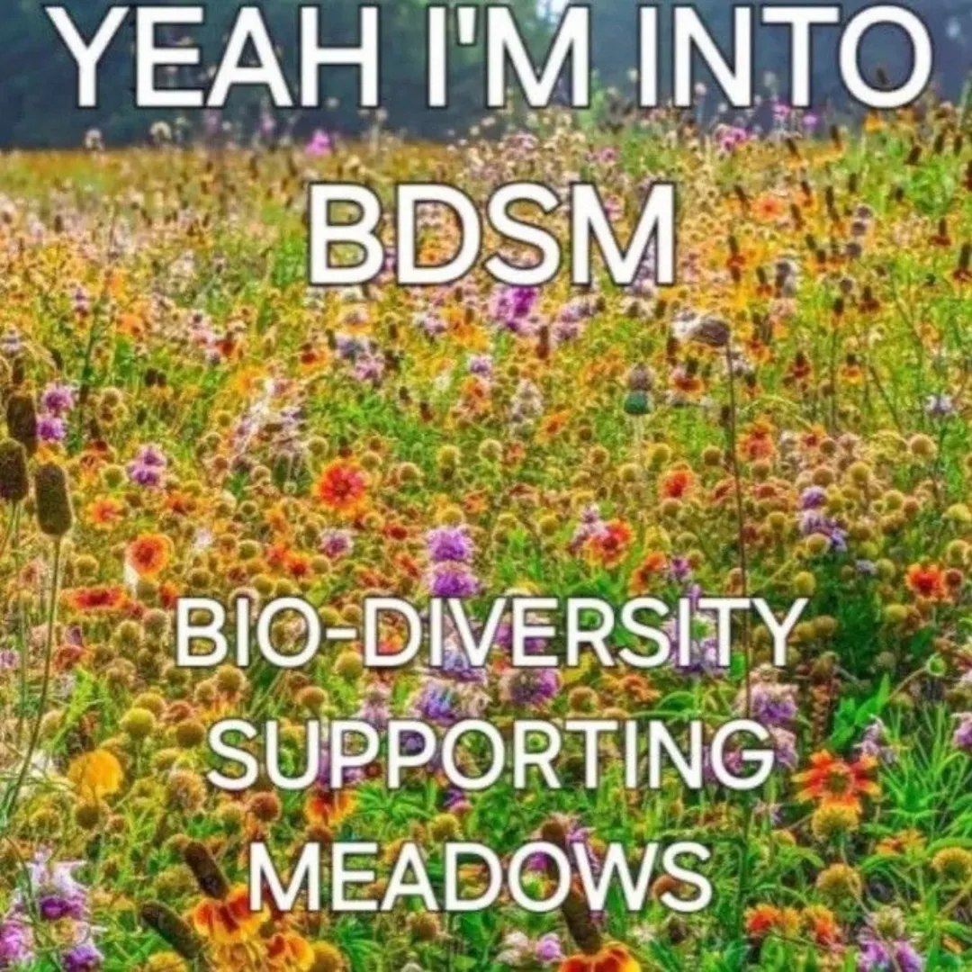 YEAM INTO DIVERSITY SUPPORTING MEADOWS