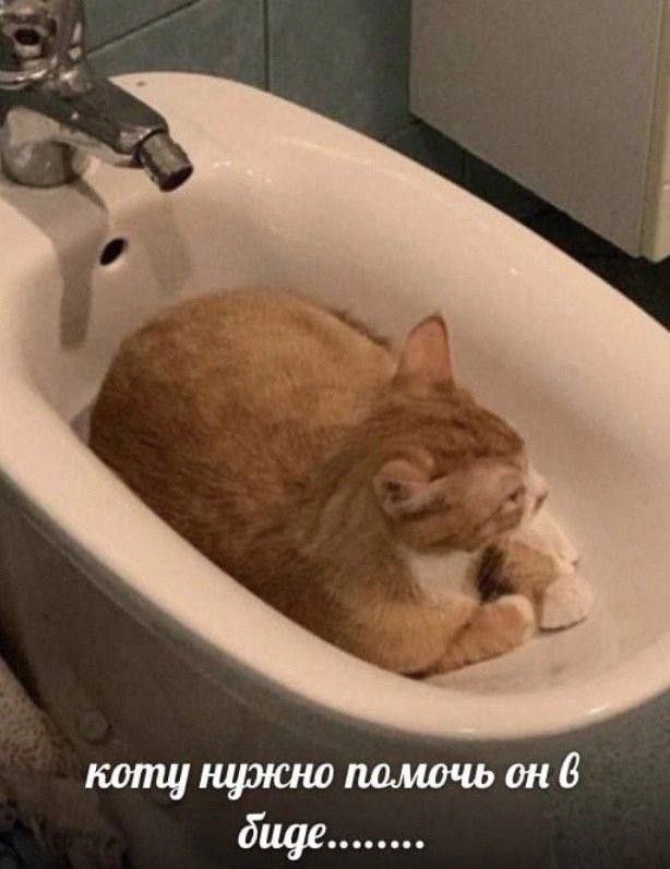 коту нужно помочь он 6 биде