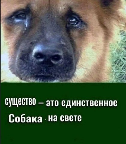 СУЩЕСТВО это единственное Собака на свете