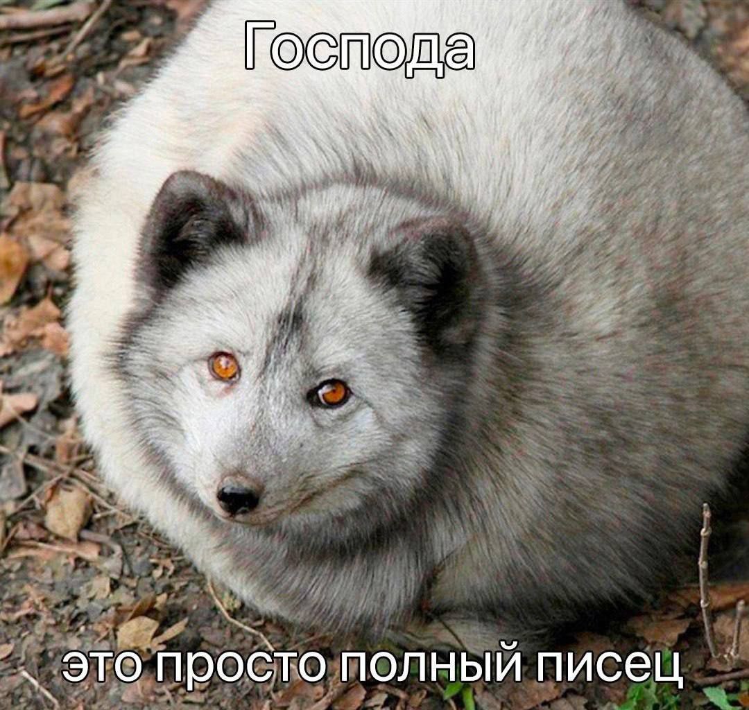 Господа это просто полныи писец