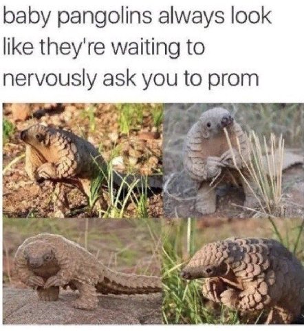 baby pangolins always look like they're waiting to nervously ask you to prom