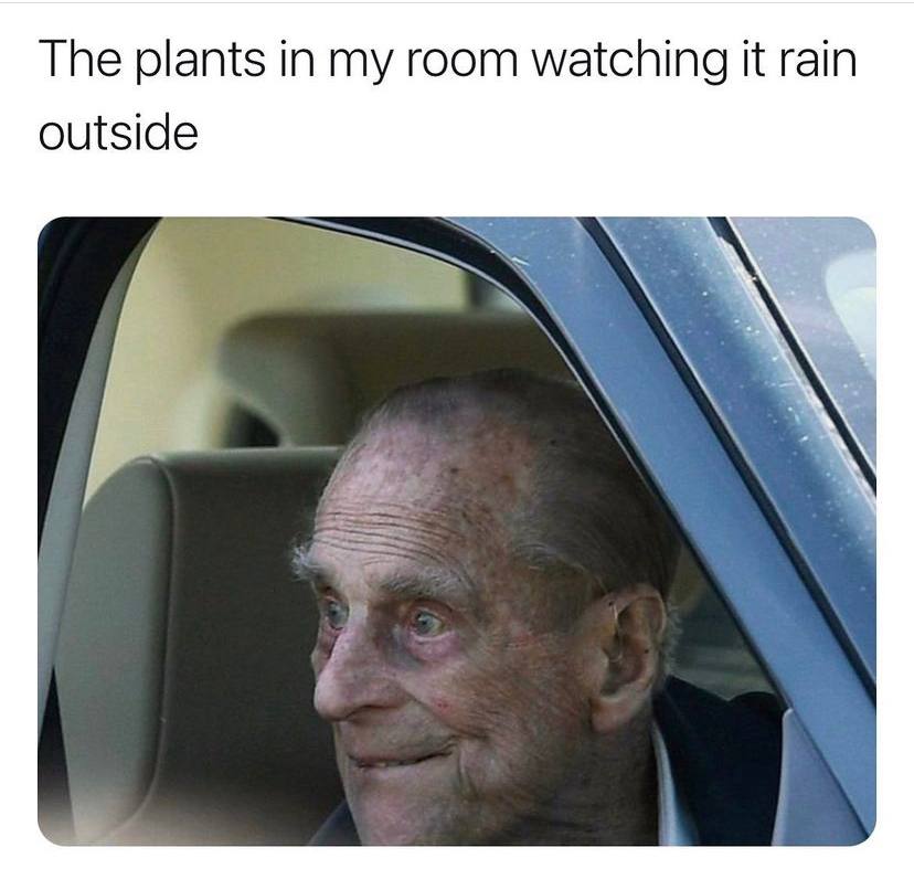 The plants in my room watching it rain outside