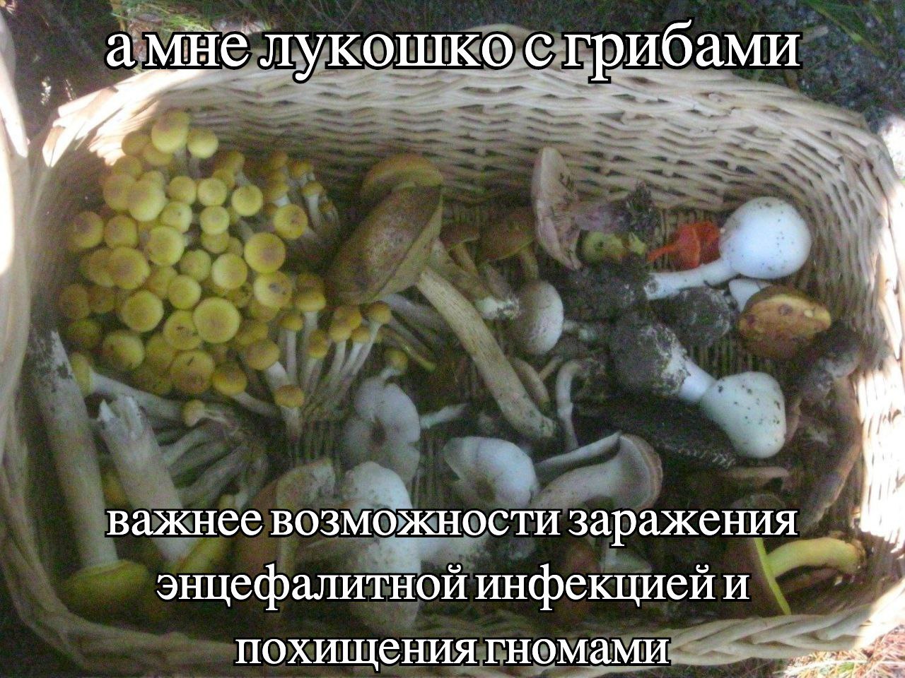 амне лукошко с грибами важнее возможности заражения энцефалитной инфекцией и похищения гномами