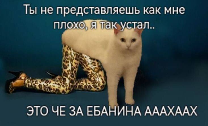 Ты не представляешь как мне плохо устал Nia ЭТО ЧЕ ЗА ЕБАНИНА АААХААХ