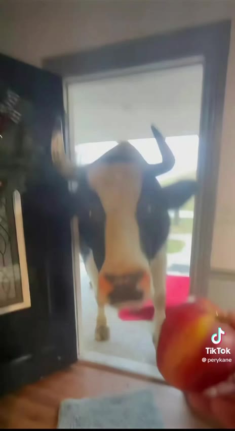 perykane TikTok