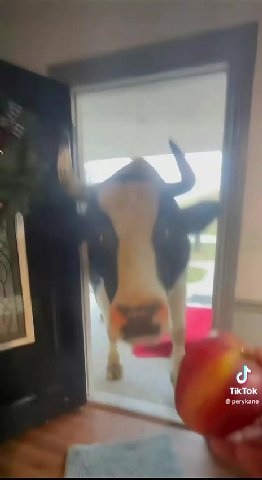 perykane TikTok