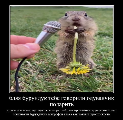 к а у me бляя бурундук тебе говорили одуванчик подарить а ты его захавал, ну олух ты конкретный, как прокомментируете это в наш маленький бурундучий микрофон ахаха как чавкает просто жесть