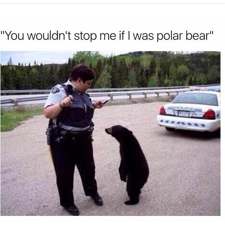 "You wouldn't stop me if was polar bear"