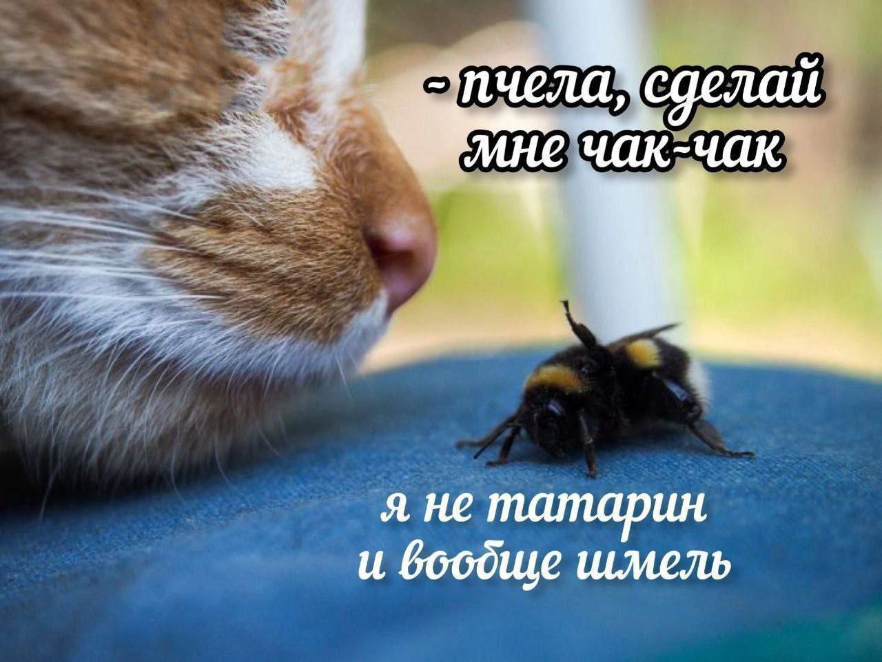 я не татарин и бобдще шмель