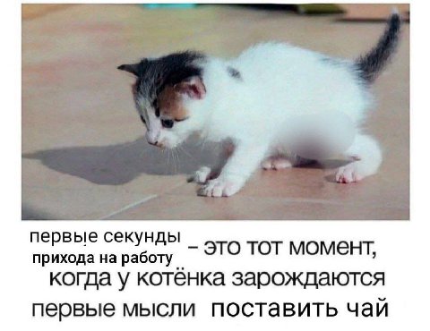 первые секунды это тот момент, прихода на работу когда у котёнка зарождаются первые мысли поставить чай