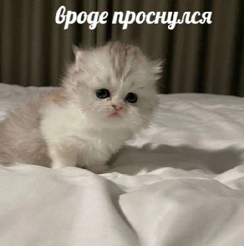 вроде проснулся