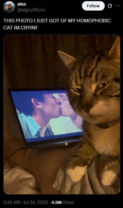 THIS РНОТО СОТ OF HOMOPHOBIC CAT CRYING