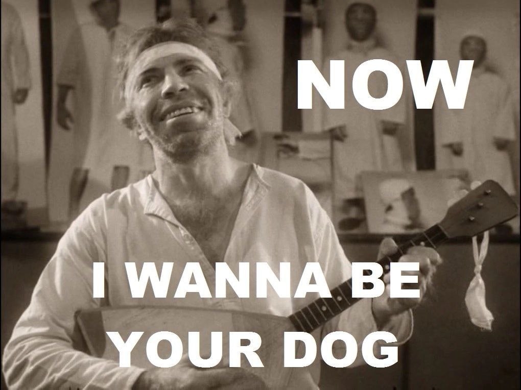 NOW DOG
