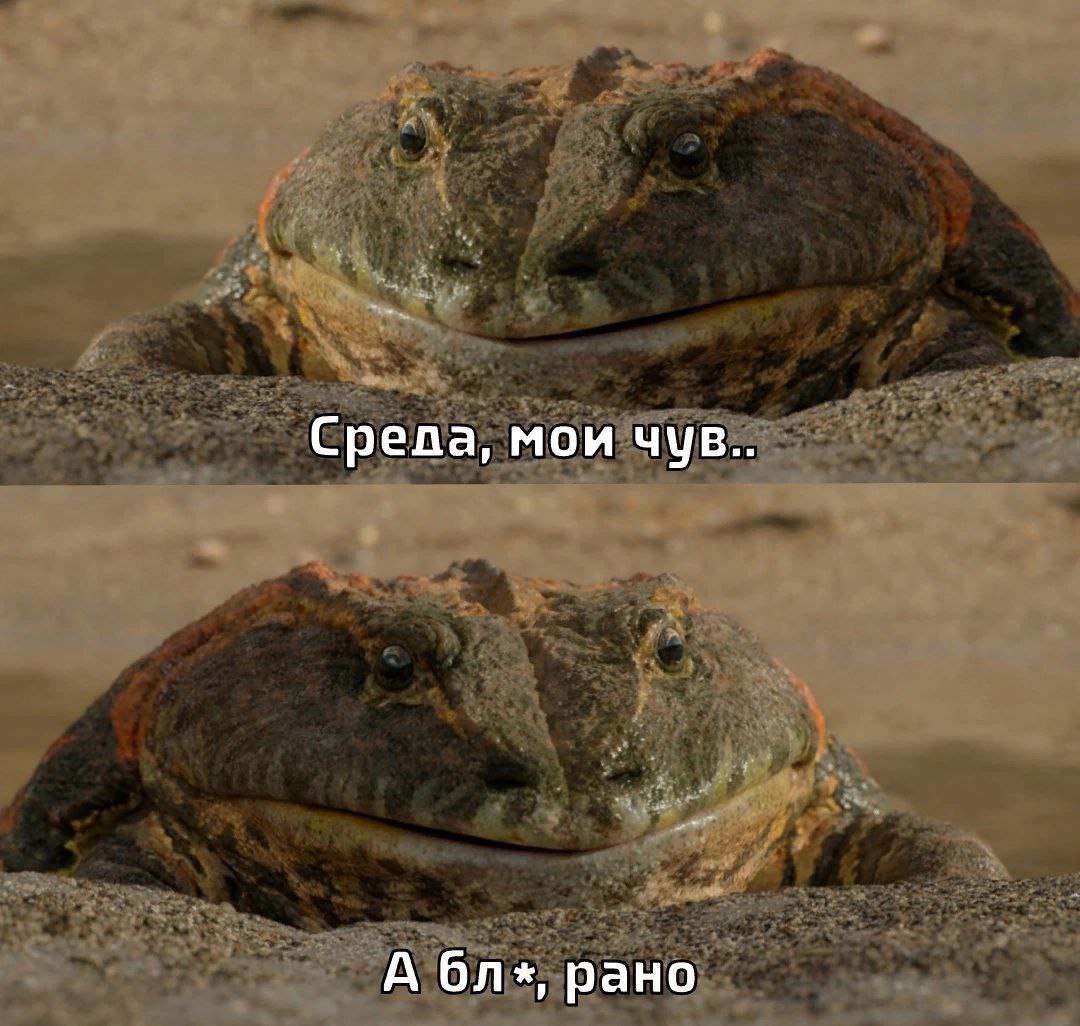 Среда, мои чув.. А рано