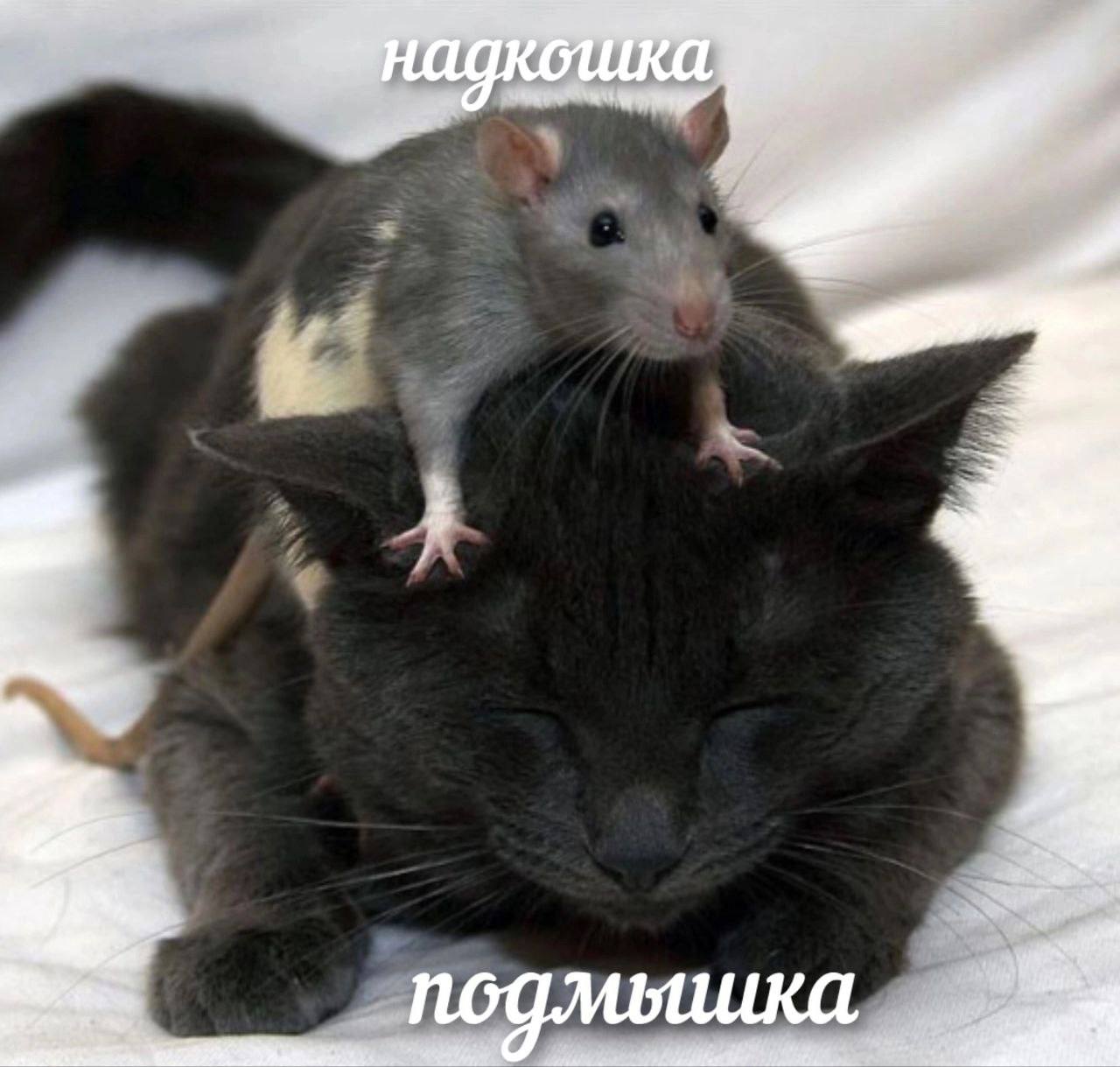 NOGMbULKA