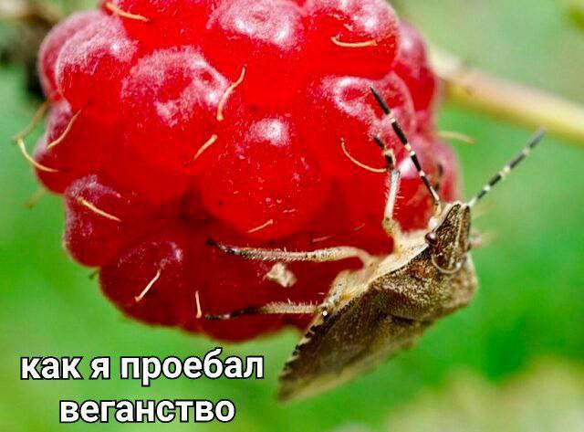 как я проебал веганство