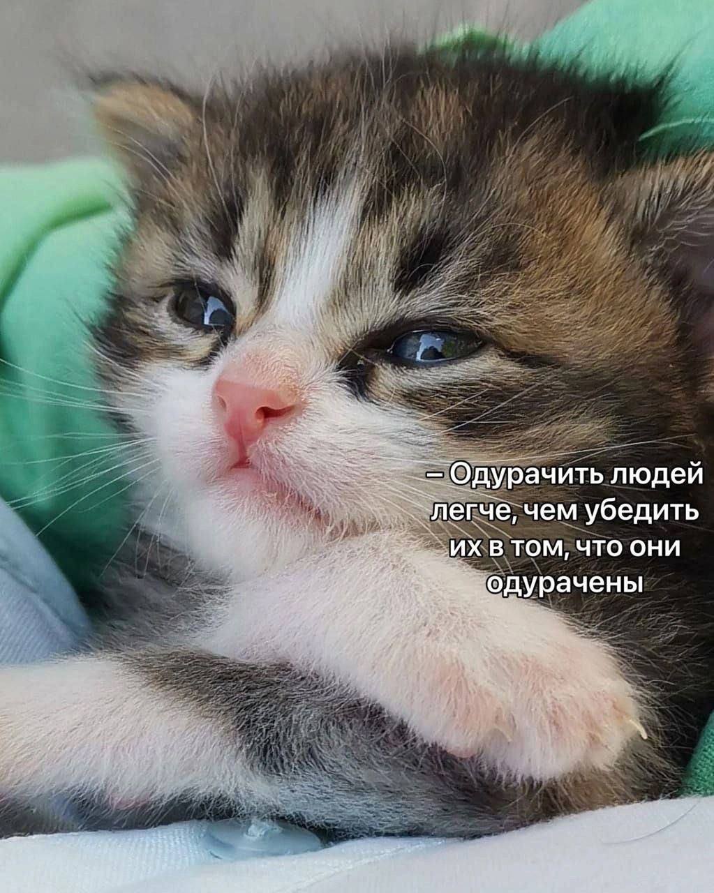 Одурачить людей легче, чем убедить В ТОМ, ЧТО ОНИ