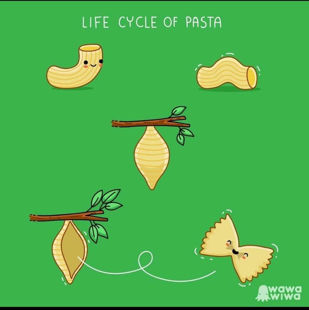 НЕЕ CYCLE OF PASTA