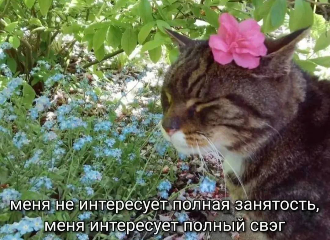 меня не интересует полная занятость, «меня интересует полный свэг