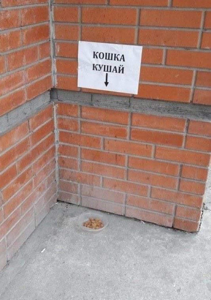 КОШКА КУШАЙ 1 В an
