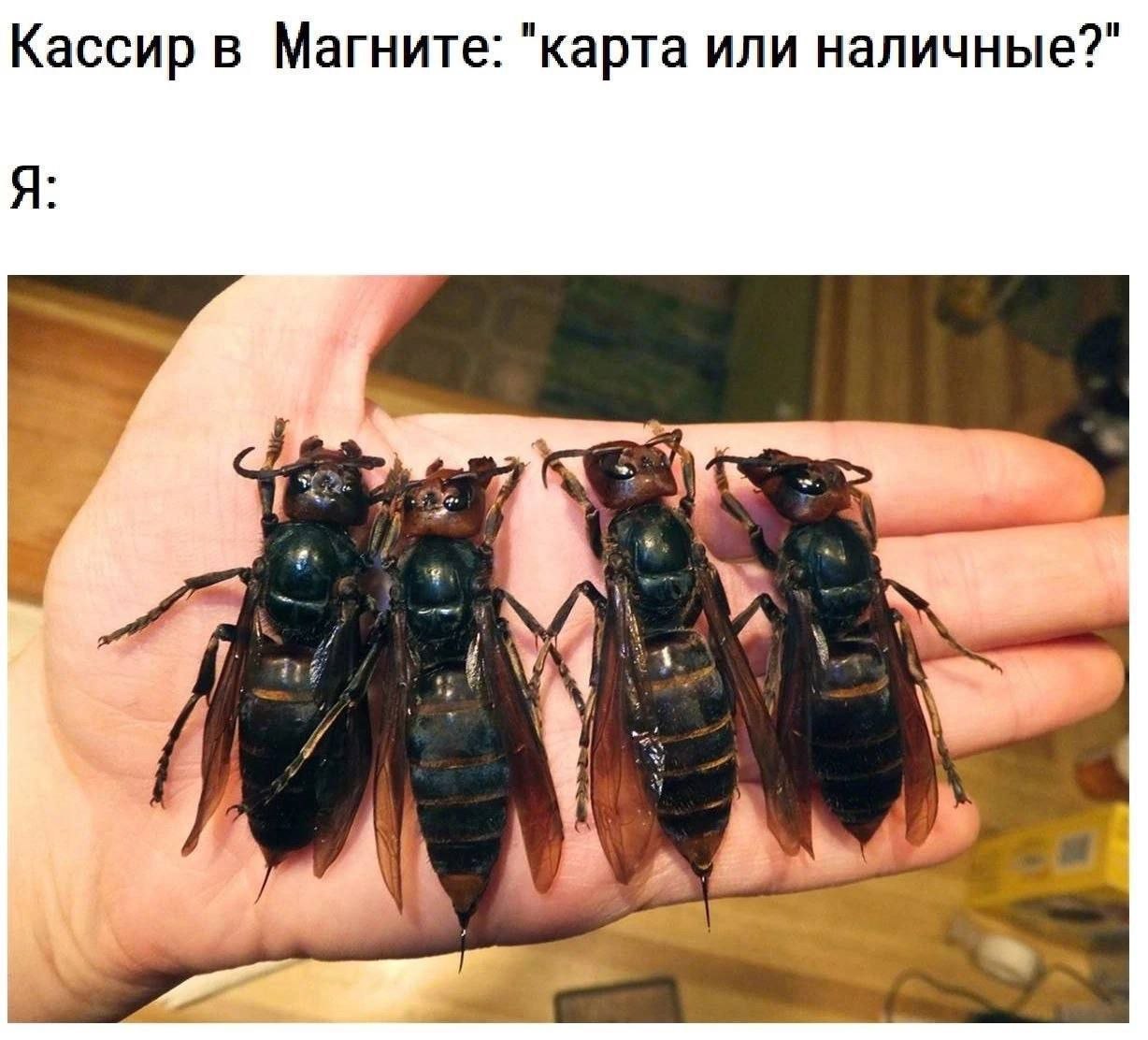 Кассир в Магните: "карта или наличные?" Я: