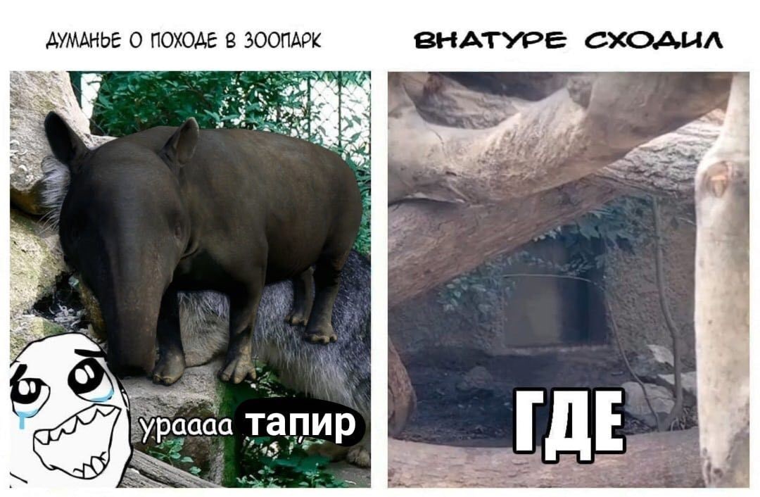 ДУМАНЫЕ О ПОХОДЕ В ЗООПАРК BHATYPE CXOAUA at ypaaaa тапи ГДЕ