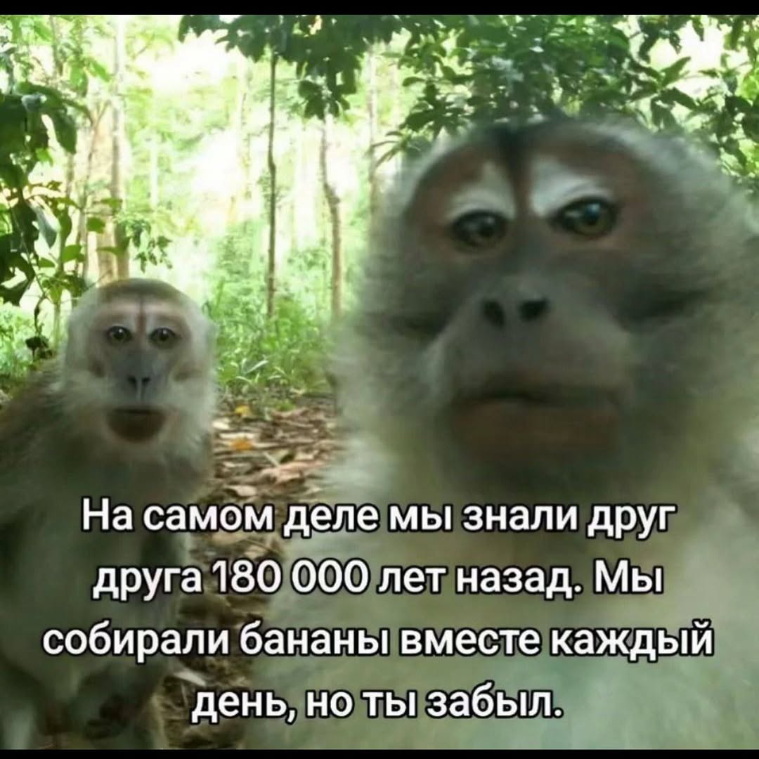 и На самом деле мы знали друг друга 180 000 лет назад. Мы собирали бананы вместе каждый день, но ты забыл.