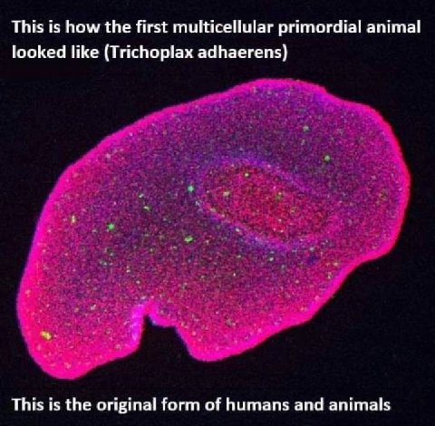 This is how the first multicellular primordial animal looked like (Trichoplax adhaerens) This is the original form of humans and animals