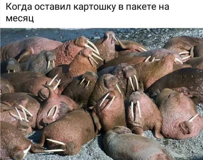 Когда оставил картошку в пакете на месяц и