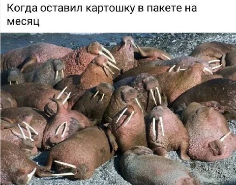 Когда оставил картошку в пакете на месяц и
