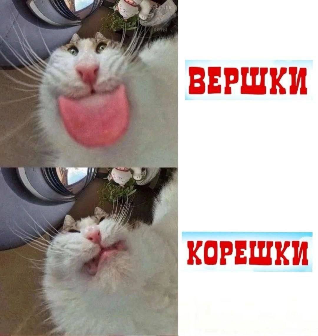 3 ВЕРШКИ at? КОРЕШКИ