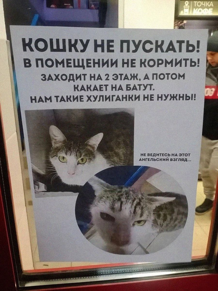 HE ПУСКАТЫ В ПОМЕЩЕНИИ НЕ КОРМИТЬ! ЗАХОДИТ НА 2 ЭТАЖ, А ПОТОМ КАКАЕТ НА БАТУТ. НАМ ТАКИЕ НЕ НУЖНЫ! АНГЕЛЬСКИЙ ВЗГЛЯД... НЕ ВЕДИТЕСЬ НА ЭТОТ