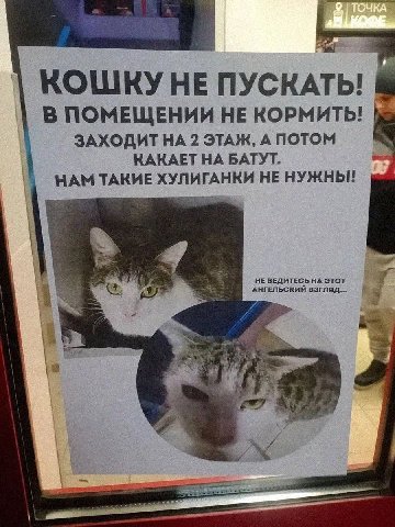 HE ПУСКАТЫ В ПОМЕЩЕНИИ НЕ КОРМИТЬ! ЗАХОДИТ НА 2 ЭТАЖ, А ПОТОМ КАКАЕТ НА БАТУТ. НАМ ТАКИЕ НЕ НУЖНЫ! АНГЕЛЬСКИЙ ВЗГЛЯД... НЕ ВЕДИТЕСЬ НА ЭТОТ
